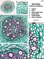 Dicot root secondary growth PDF