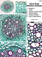 Dicot root secondary growth PPTx