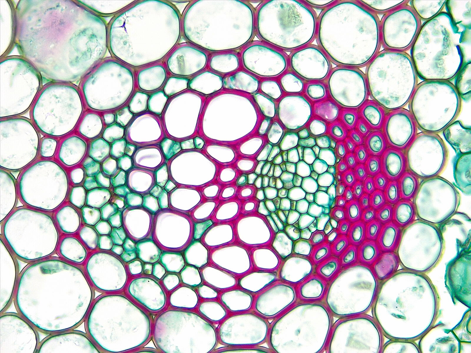 Dicot stem