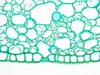 Dicot stem herb cs 10 40x