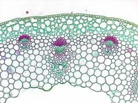 Dicot stem herb cs 13 10x