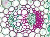 Dicot stem herb cs 15 40x