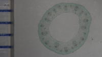 Dicot stem herb cs 16