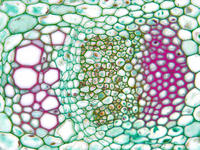 Helianthus stem cs 29 40x