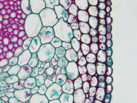 Helianthus stem cs 34 40x