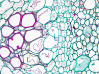 Pelargonium stem yng cs 14 40x