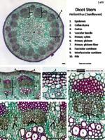 Dicot stem PDF