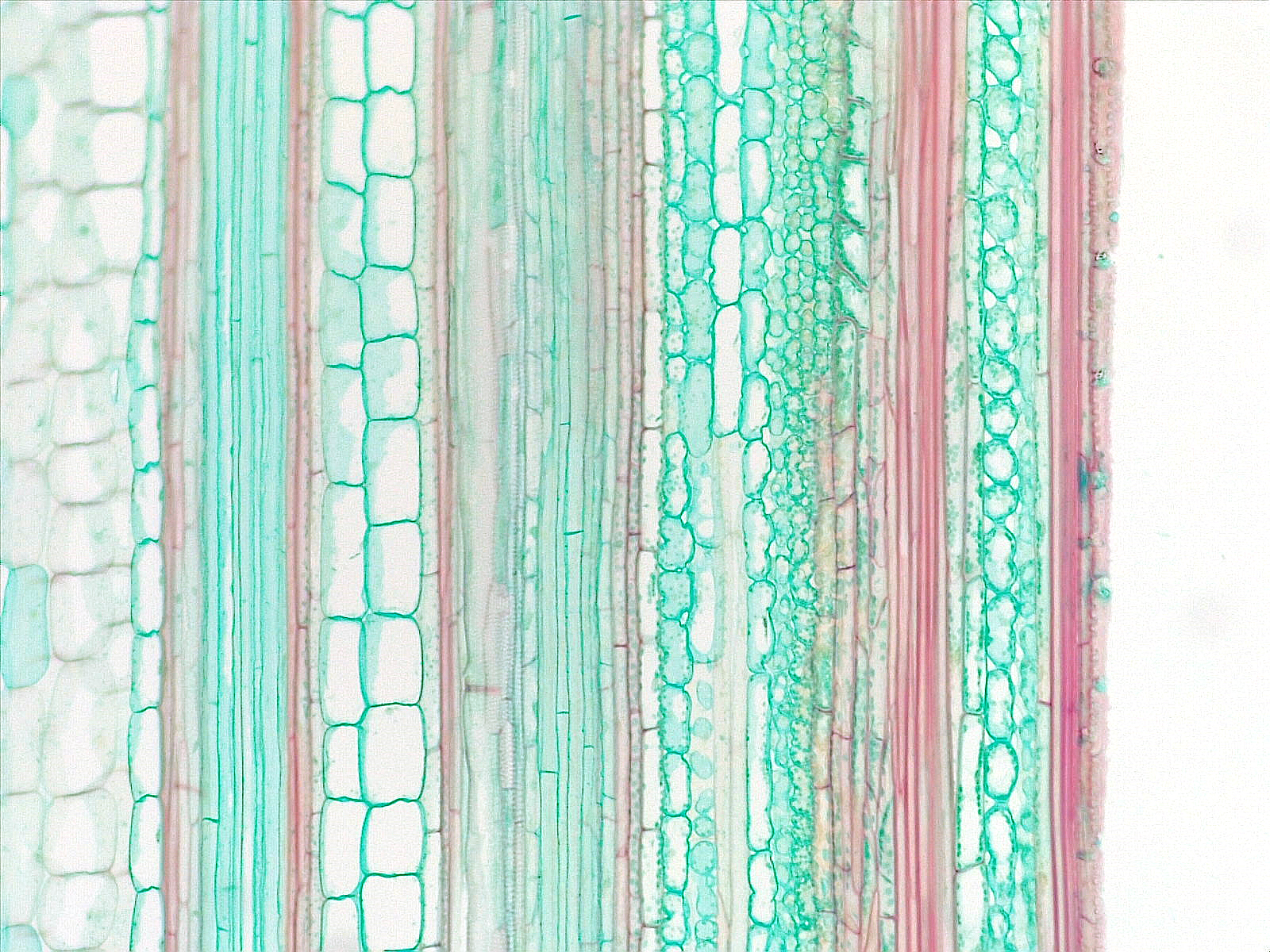 Monocot stem