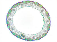 Triticum stem cs 1 4x