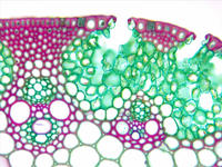 Triticum stem cs 14 40x