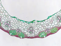 Triticum stem cs 16 10x