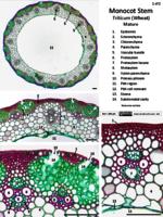 Monocot stem PDF