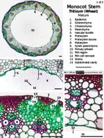 Monocot stem PPTx