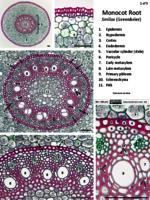 Monocot root pdf