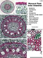 Monocot root PPTx