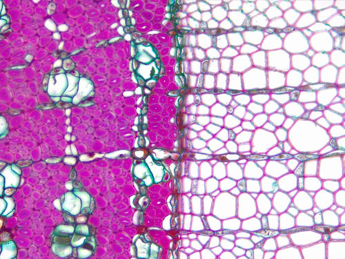 Dicot stem secondary growth