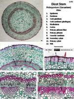 Dicot stem secondary growth short