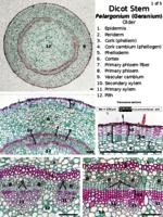 Dicot stem secondary growth PPTx