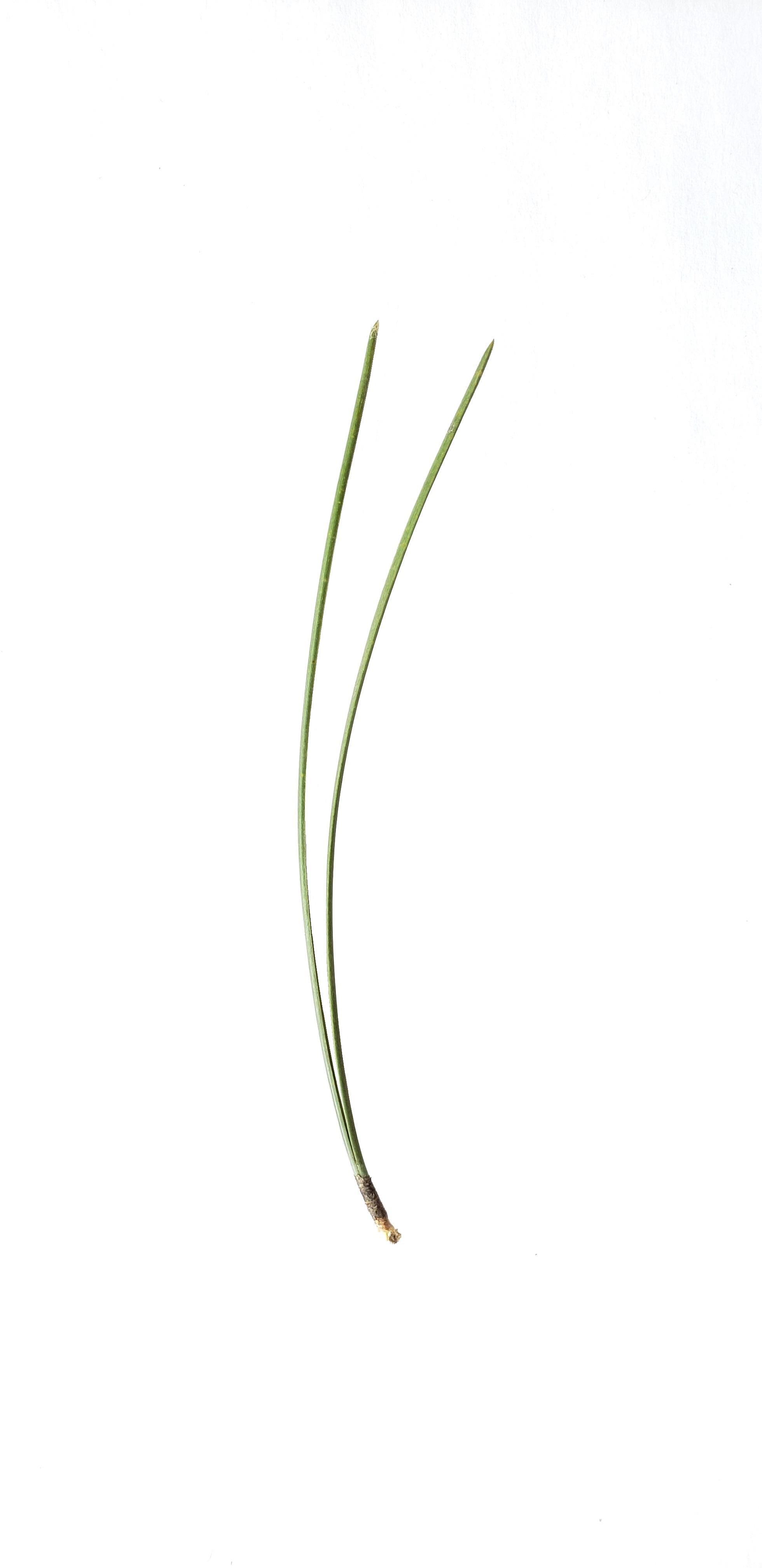 Mono dicot gymno leaf