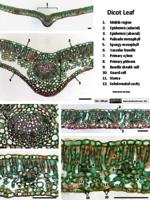 dicot leaf