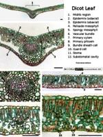 dicot leaf PPTx