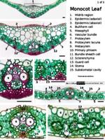mono dicot gymno leaf PPTx
