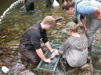 FWR students measuring and tagging a Coho salmon