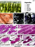 Organelles cell types PDF