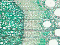 dicot_stem_woody_cs_2_40x