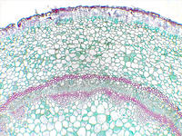 pelargonium_stem_old_cs_2_4x