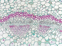 pelargonium_stem_old_cs_3_10x