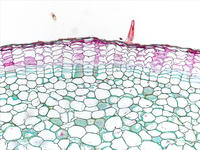 pelargonium_stem_old_cs_4_10x