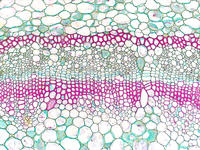 pelargonium_stem_old_cs_8_10x