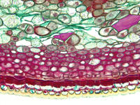 tilia_stem_yr1_cs_4_40x