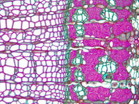 tilia_stem_yr1_cs_18_40x