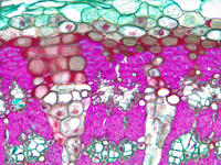 tilia_stem_yr1_cs_20_40x