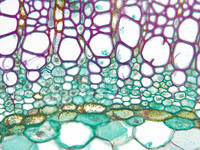 tilia_stem_yr2_cs_8_40x