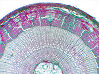 tilia_stem_yr2_cs_9_4x