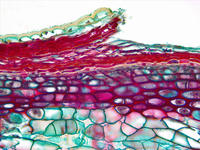 tilia_stem_yr2_cs_18_40x