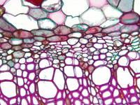 tilia_stem_yr3_cs_4_40x