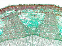 tilia_stem_yr3_cs_15_10x
