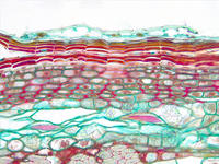 tilia_stem_yr3_cs_20_40x