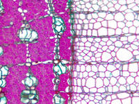 tilia_stem_yr3_cs_22_40x