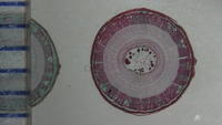 tilia_stem_yr3_cs_23