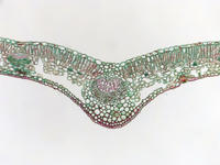 dicot_leaf_cs_26_10x