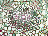 dicot_leaf_cs_27_40x