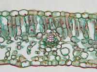 dicot_leaf_cs_29_40x