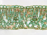 dicot_leaf_cs_30_40x