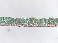 dicot_leaf_cs_31_40x
