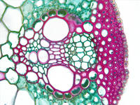 monocot_leaf_cs_24_40x